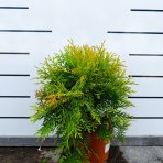 Tuja západná (Thuja occidentalis) ´GOLDEN GLOBE´ - výška 30-40 cm, kont. C3L